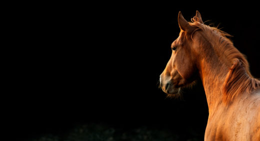 fotografare un cavallo