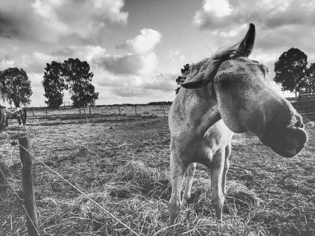 ritratti fotografici animali