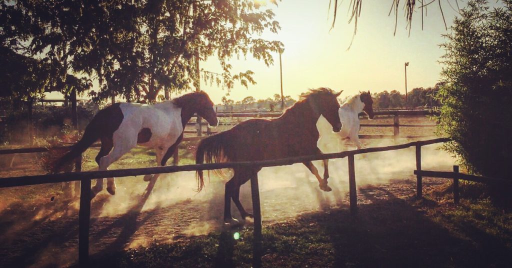 servizio fotografico con cavallo