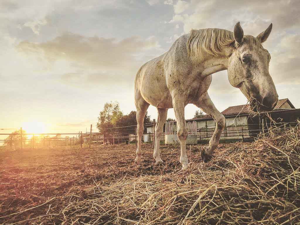 servizi fotografici per animali