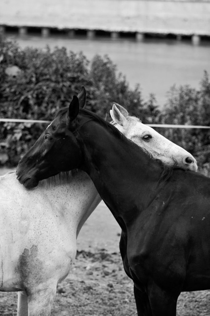 servizio fotografico cavallo