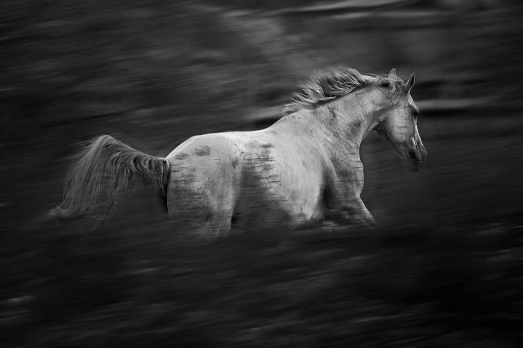 servizi fotografici animali sportivi