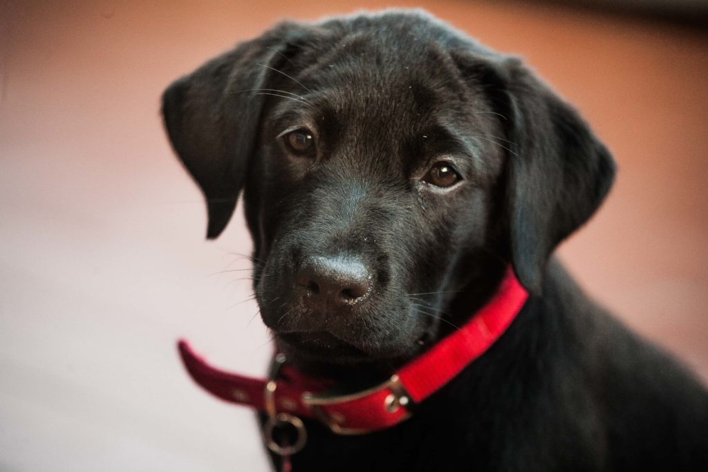 servizio fotografico cuccioli di cane