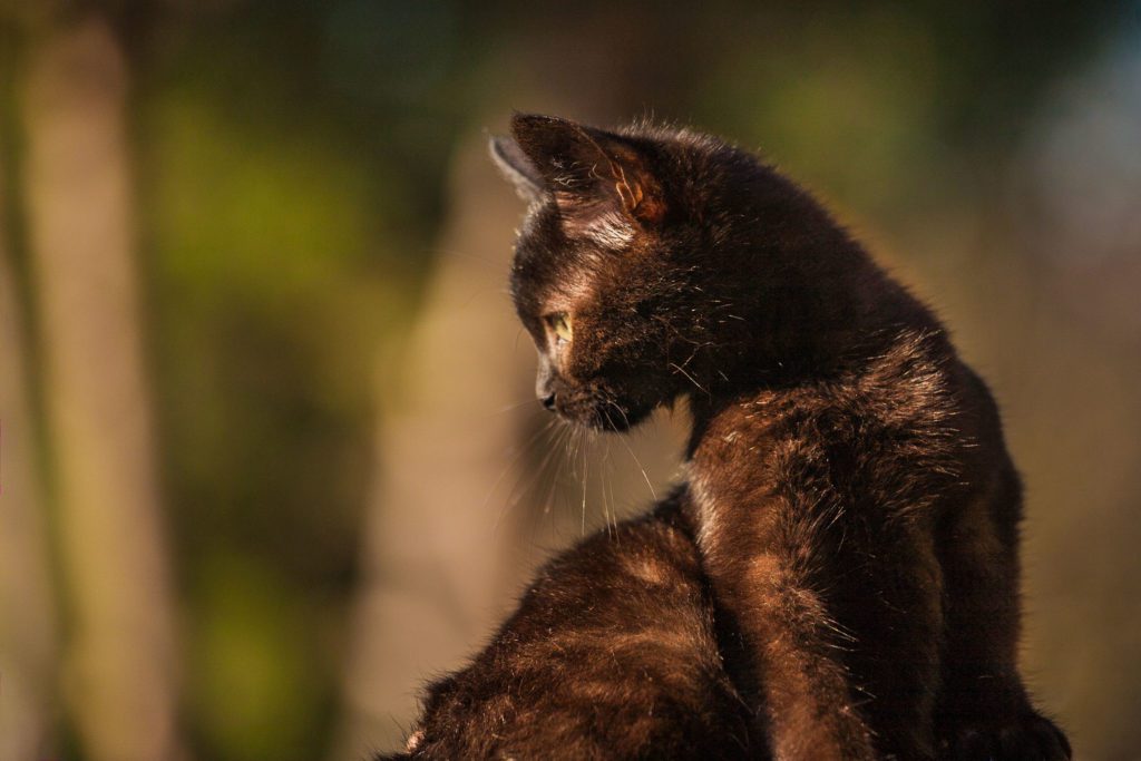 servizio fotografico per gatto