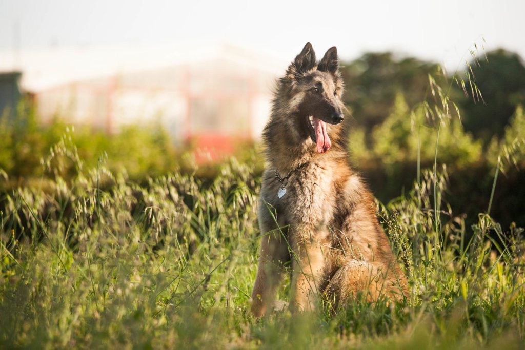 fotografo cani roma