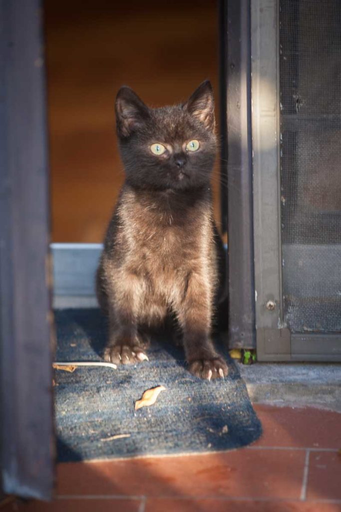 servizi fotografici per gatti roma