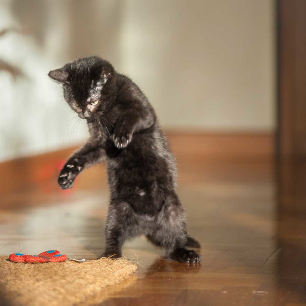 servizi fotografici per gatti roma