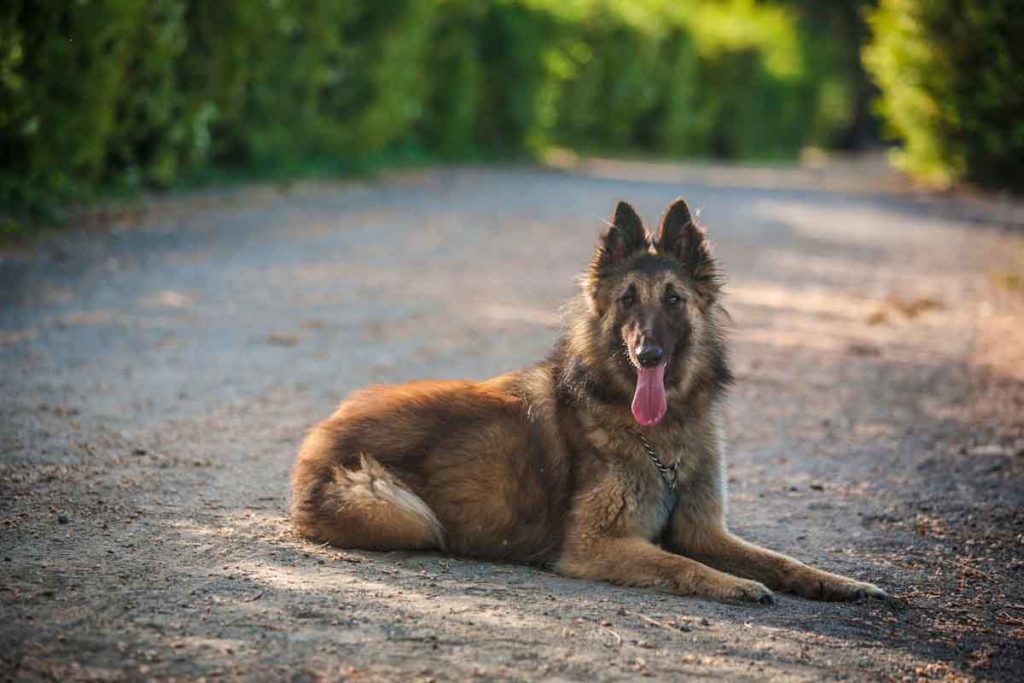 fotografo cani roma