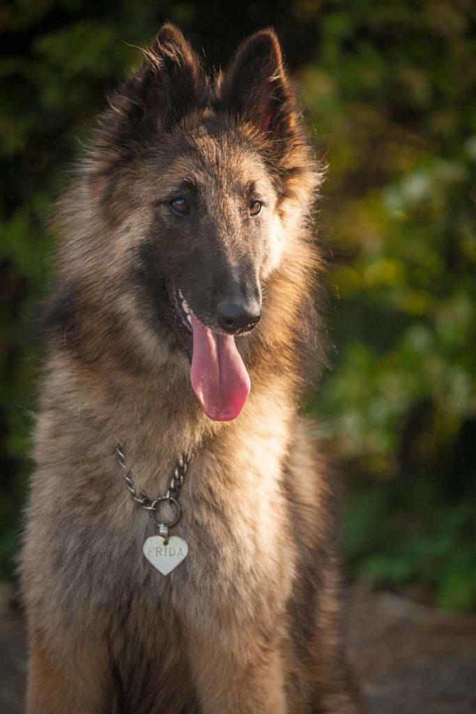 fotografo cani roma