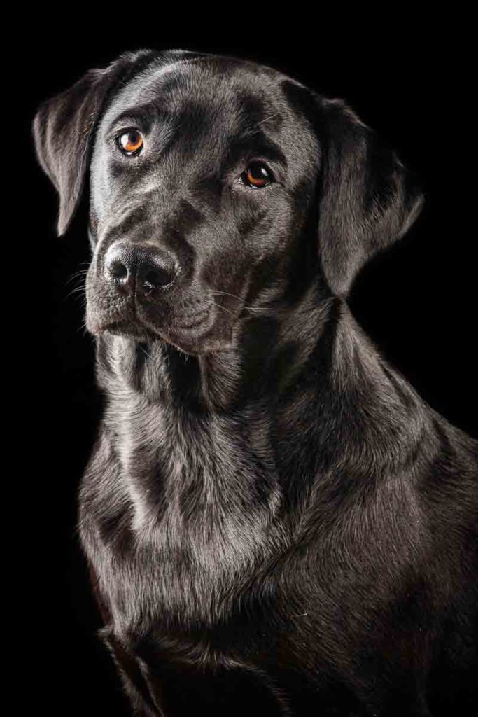 ritratto cane su sfondo nero