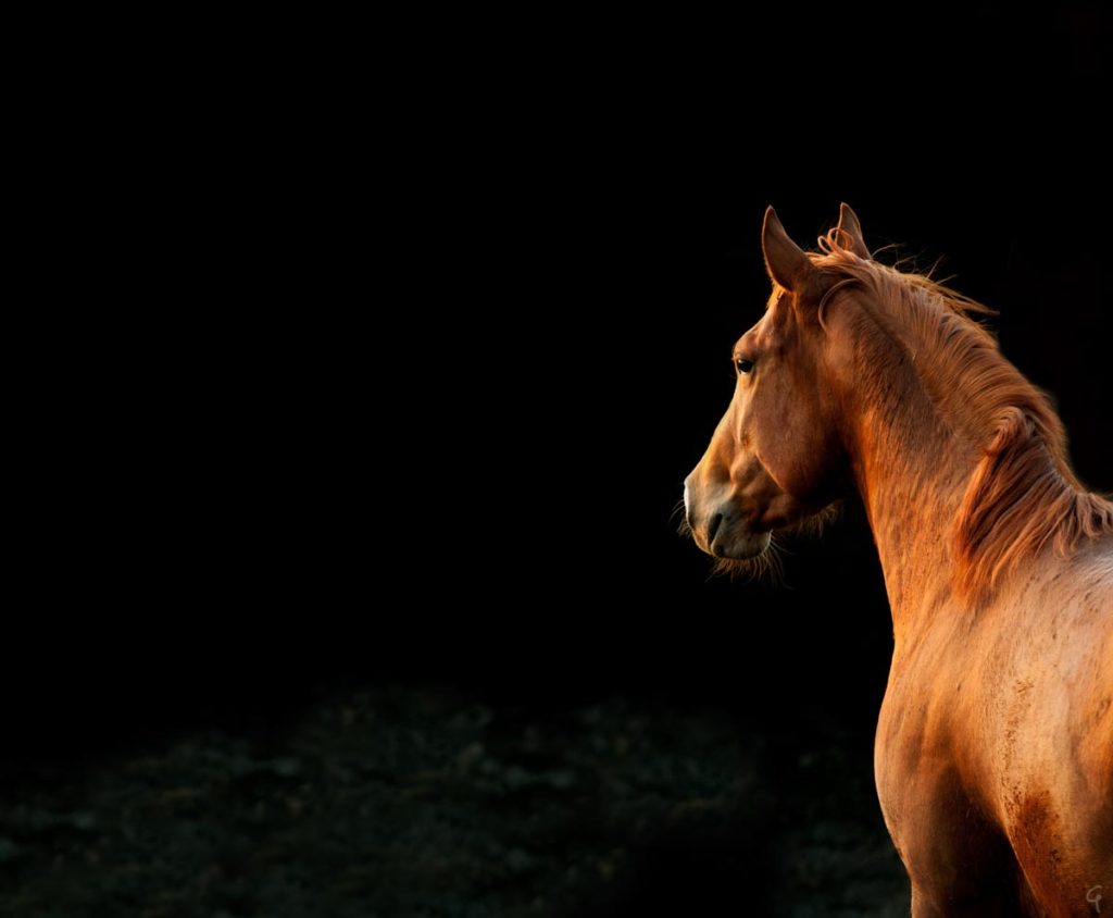 fotografo animali roma