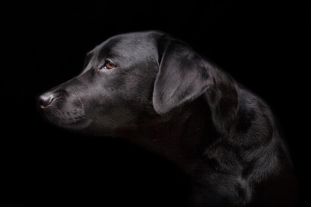 servizi fotografici animali roma