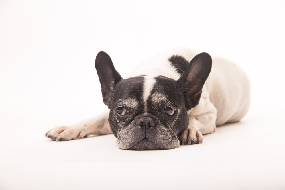 servizio fotografico per cani roma