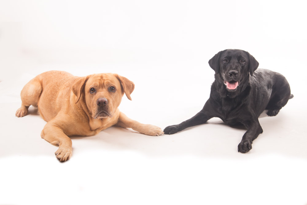 servizio fotografico per cani roma