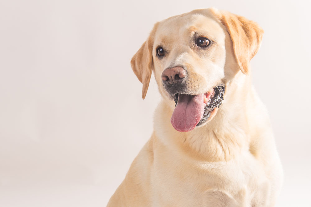 servizi fotografici per cani e gatti