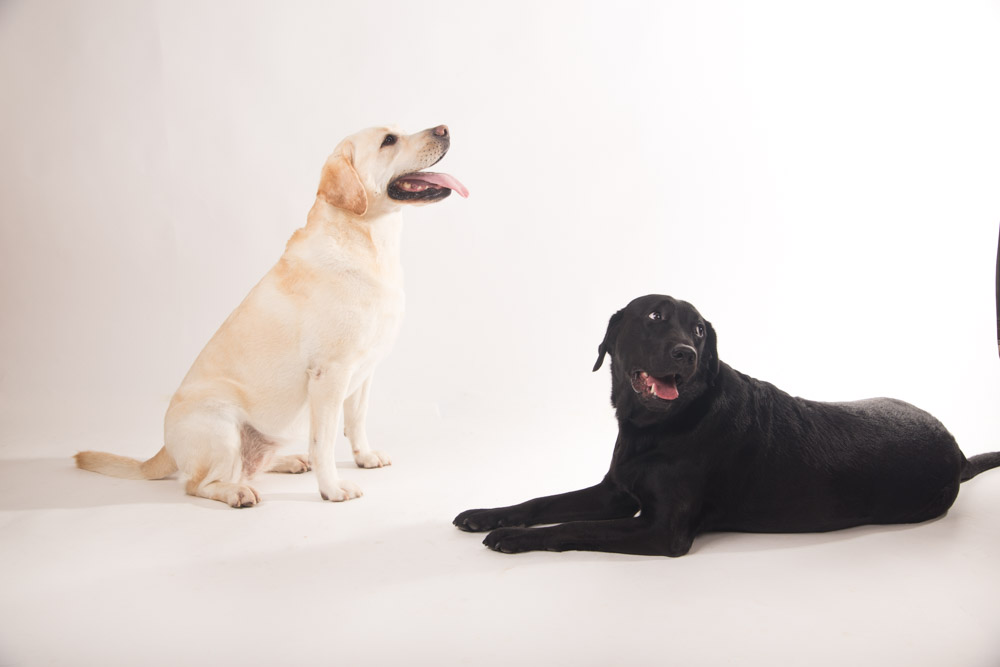 servizio fotografico per cani roma