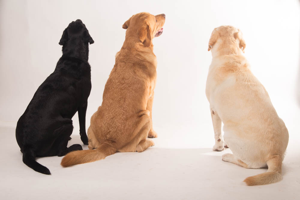 servizio fotografico per cani roma