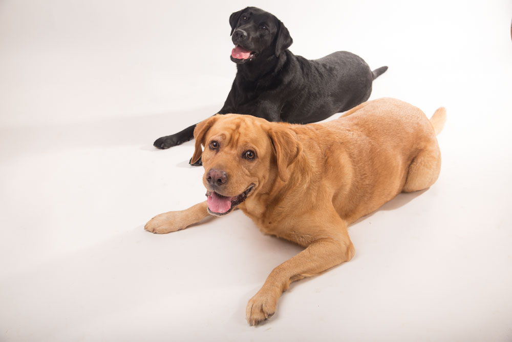 servizio fotografico per cani roma