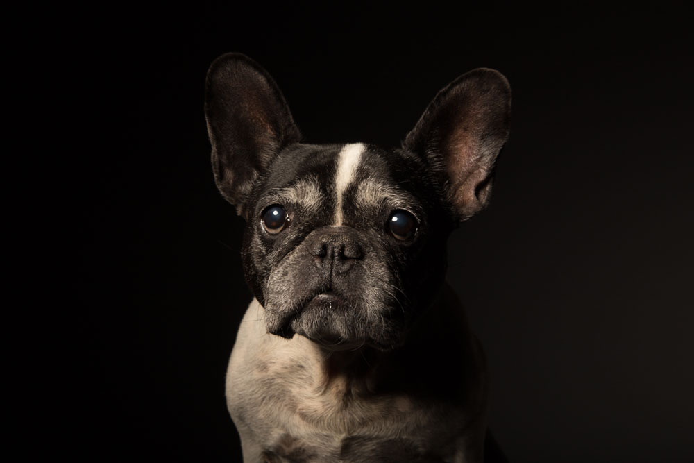 foto cane in studio