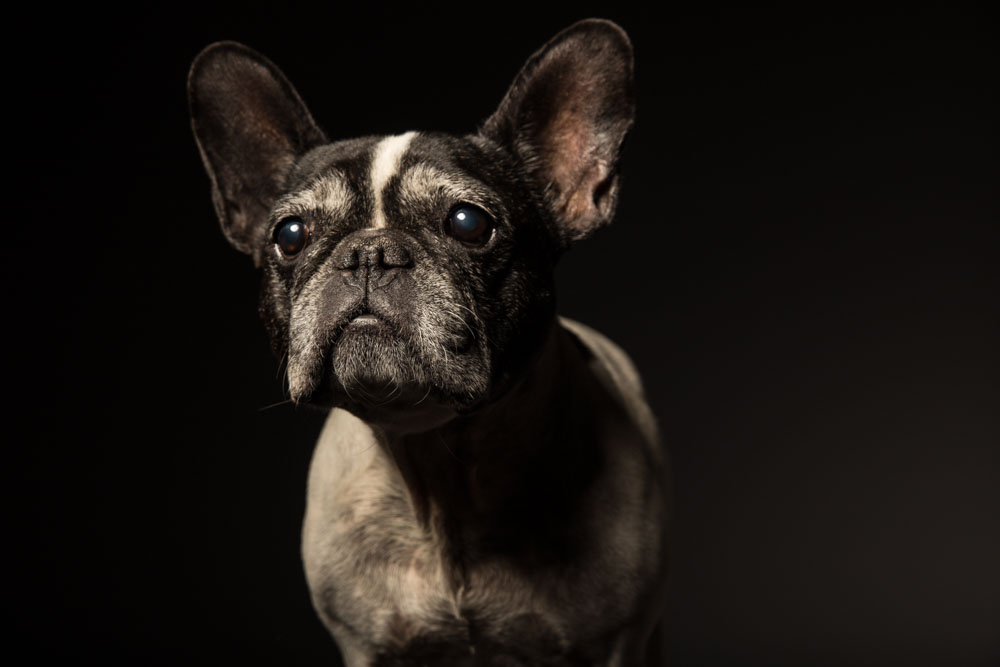 servizio fotografico cane roma