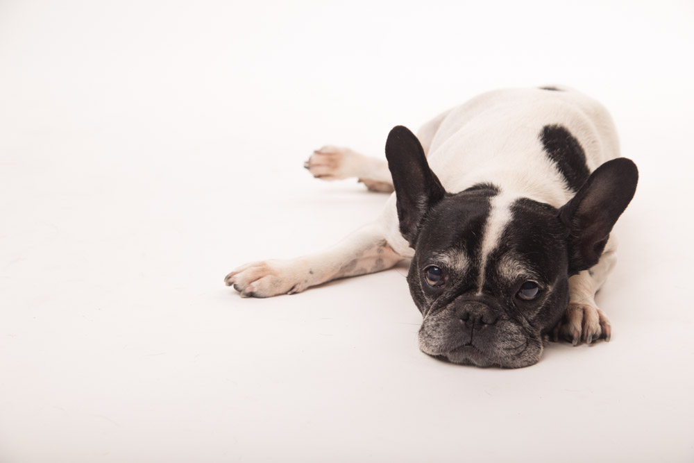 fotografie per cani roma