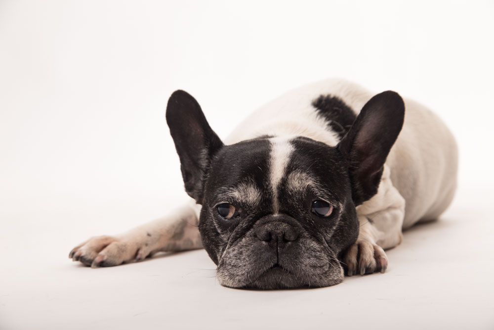 fotografo per cani roma