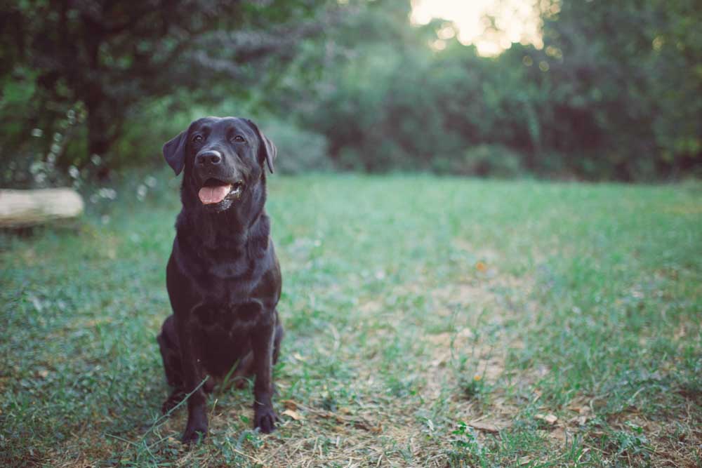 servizio fotografico di ritratto per cane