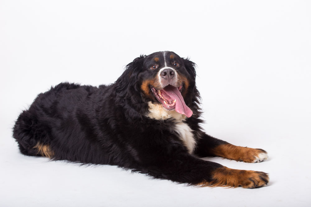 fotografo cani e gatti roma