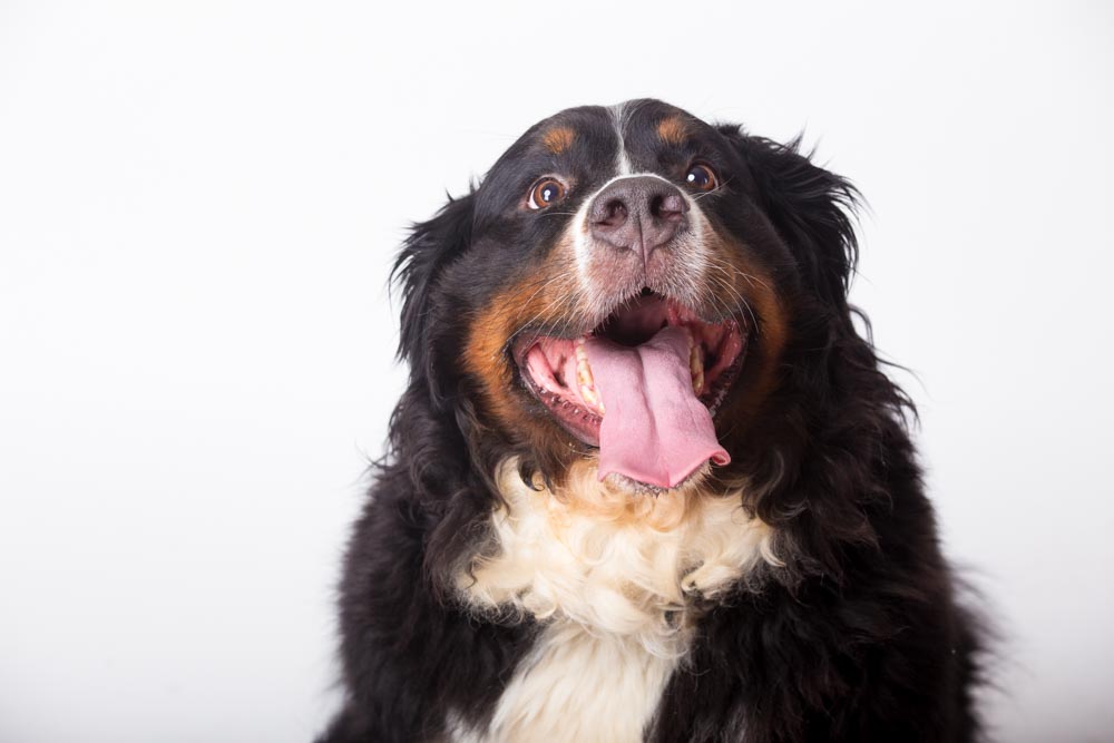 fotografie animali in studio