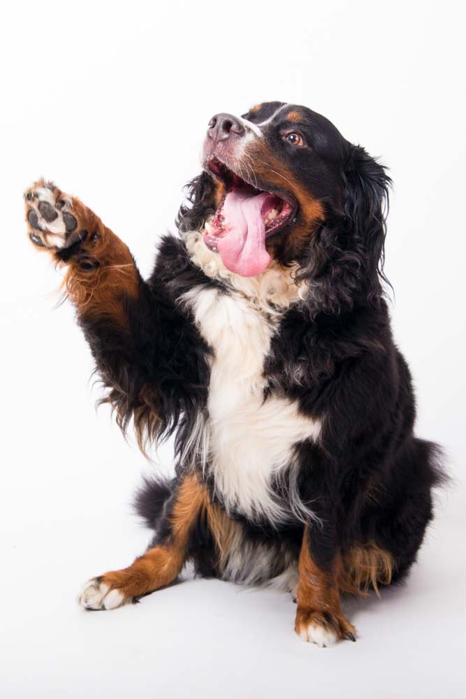 fotografie animali in studio