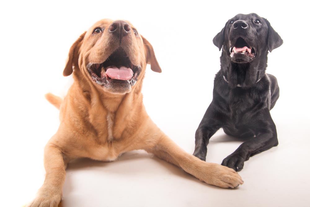 fotografie per cani roma