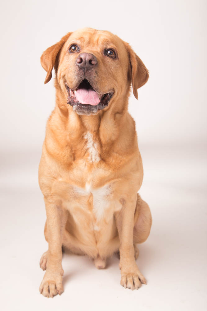 fotografo cani e gatti roma