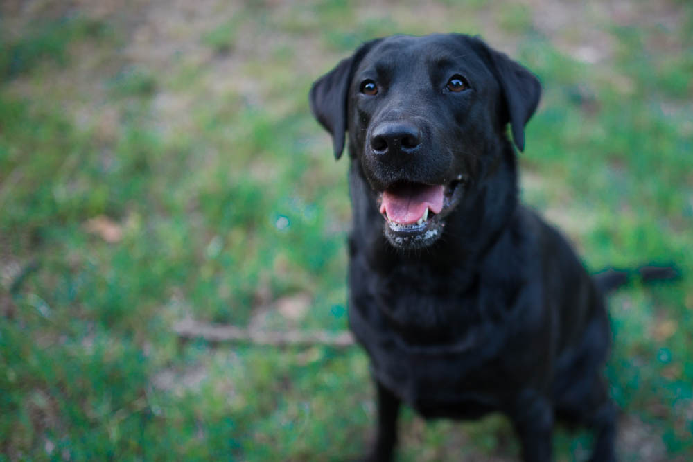 ritratti fotografici cane