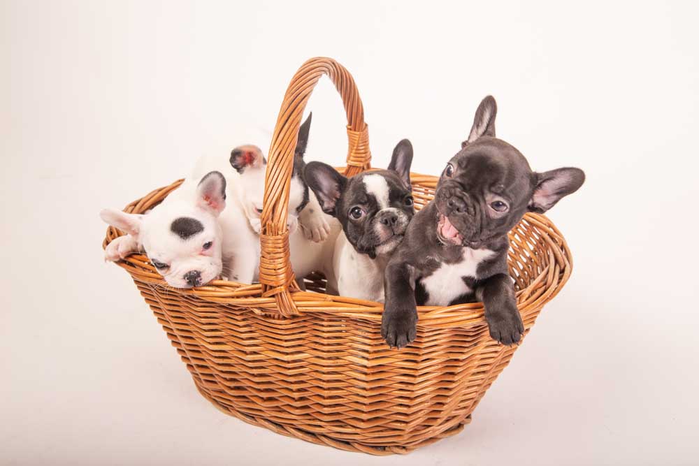 foto professionali a cuccioli di cane