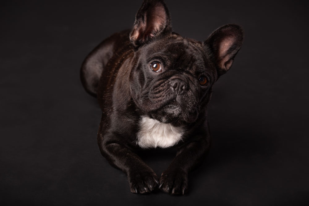 fotografo cani e gatti roma