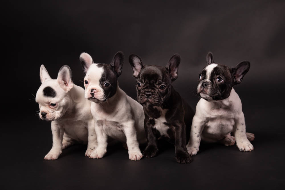 fotografie animali in studio