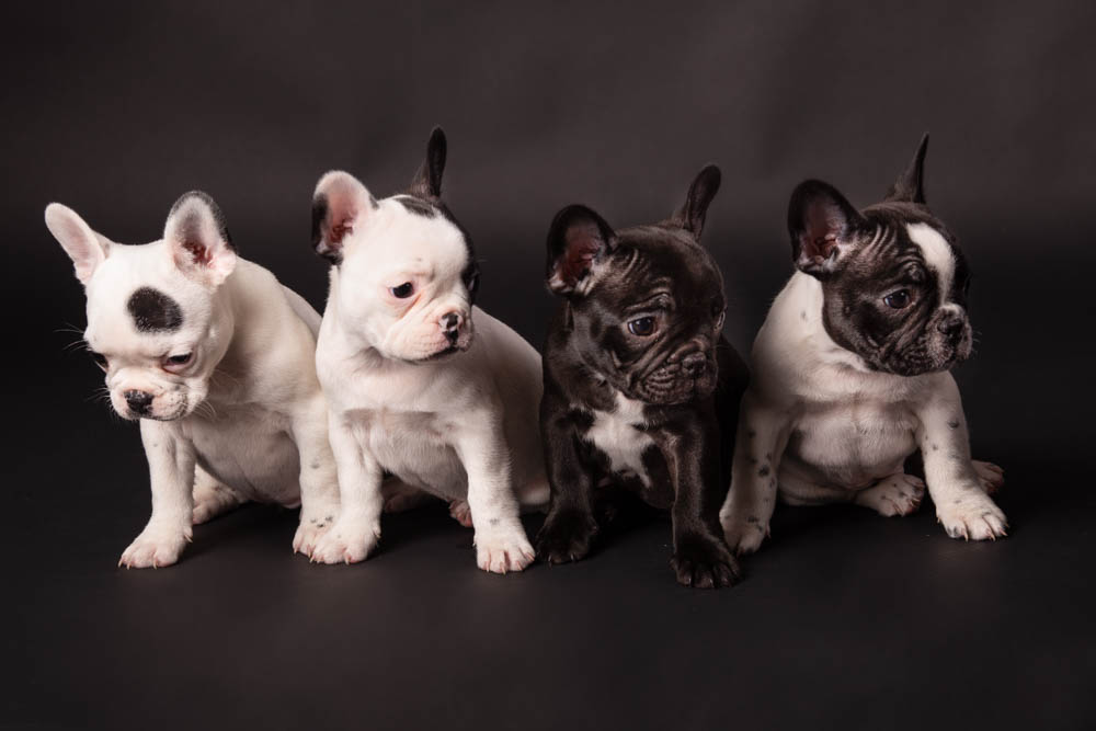 foto professionali a cuccioli di cane