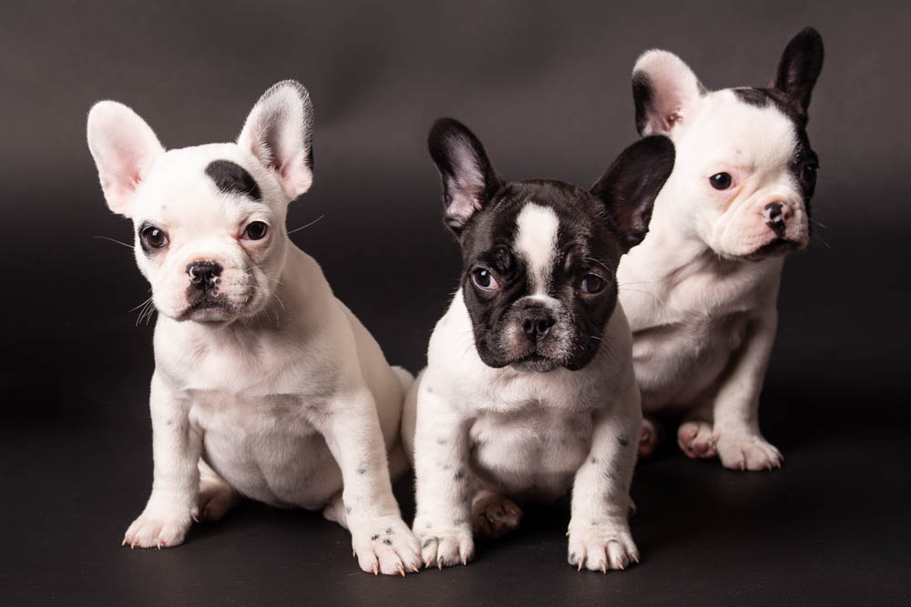 servizio fotografico cucciolata