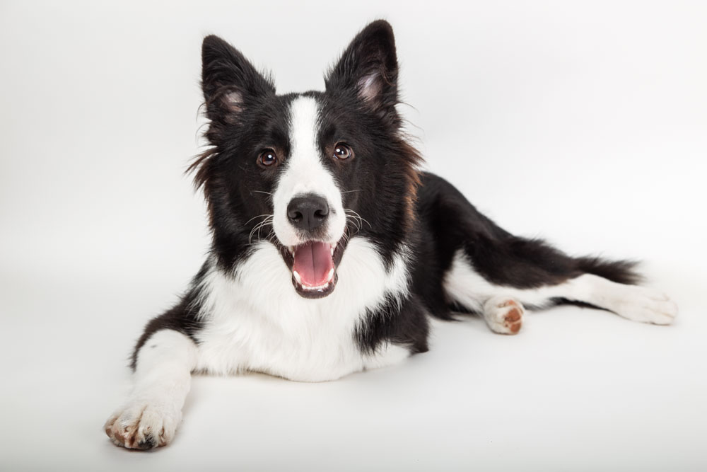 servizio fotografico per cani roma