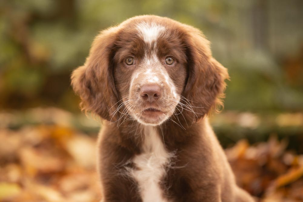 fotografo cani