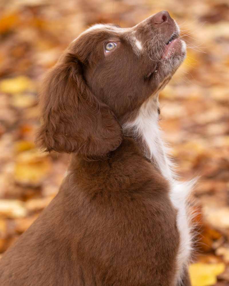 servizio fotografico per cani roma