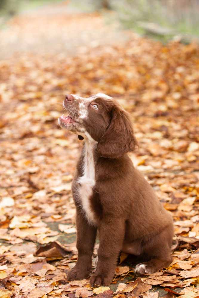 fotografo cani