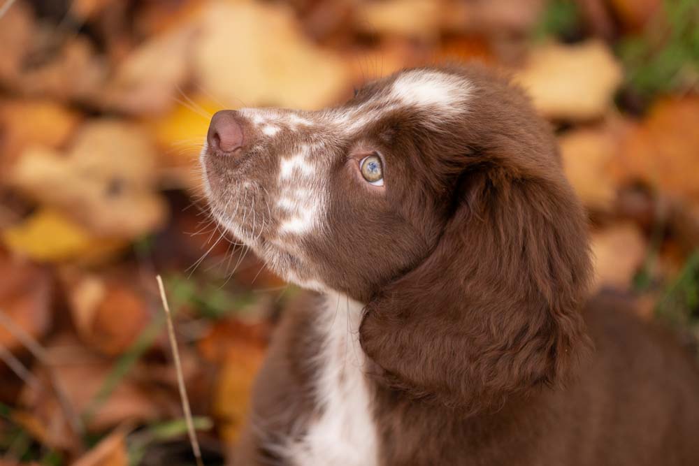 fotografo animali domestici roma