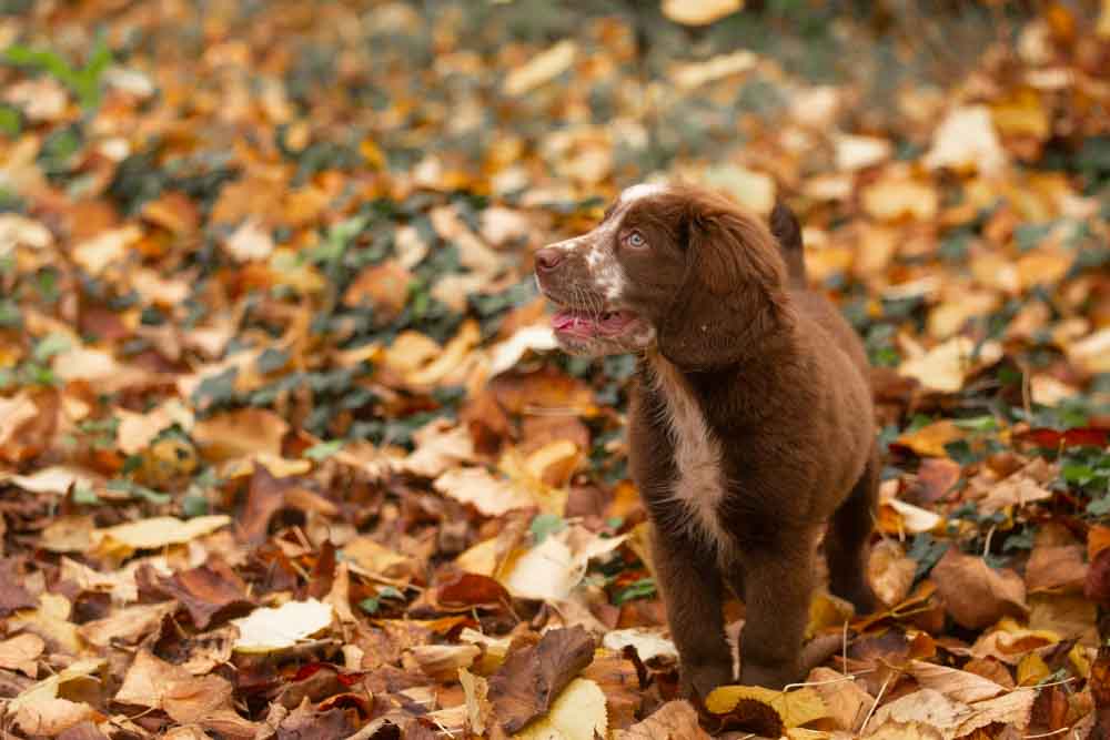 servizio fotografico per cani roma