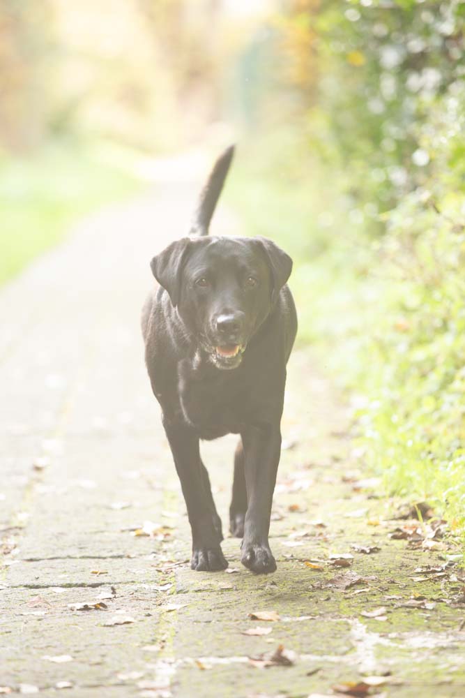 servizio fotografico per cani roma