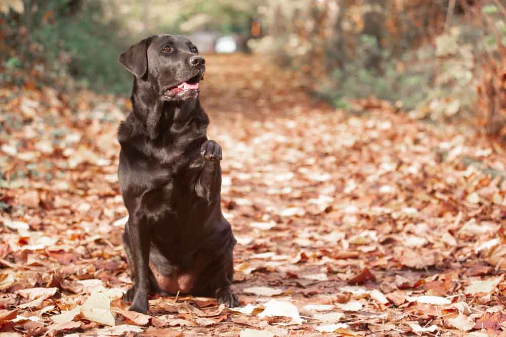 fotografo animali domestici roma