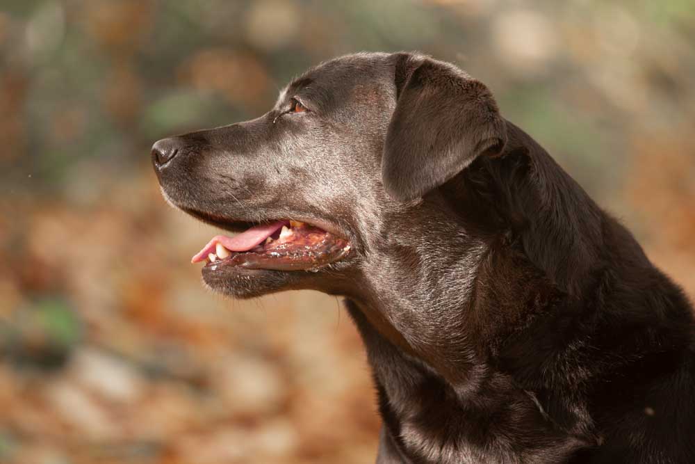 fotografo animali domestici roma