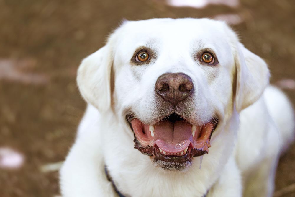 servizio fotografico con cane