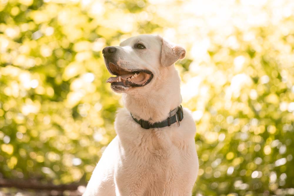 servizi fotografici animali roma