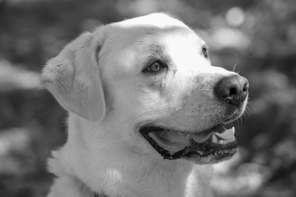 servizi fotografici animali roma